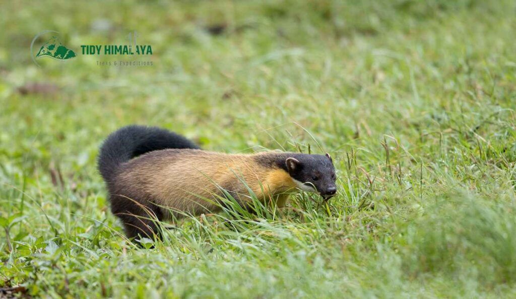 Mount Everest Wildlife - Tidy Himalaya